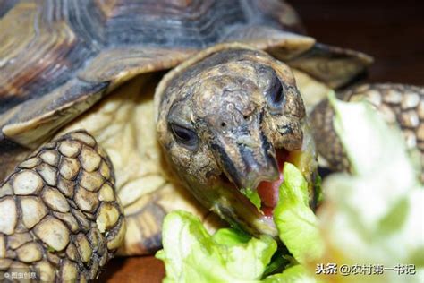 烏龜怎麼養